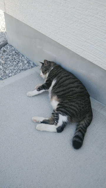 この猫ちゃんは、太りすぎですか - 妊婦猫でしょ？太り過ぎではないと 