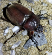 鹿児島県の 種子島の漁港に居たのですが これはカブトムシです Yahoo 知恵袋