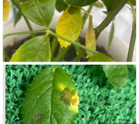 バラについて少し前からサマースノーの元気がありません 葉っぱ Yahoo 知恵袋