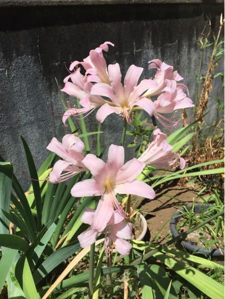 辛い唐辛子ハバネロが大好きなのですが あまり売ってません 家 Yahoo 知恵袋