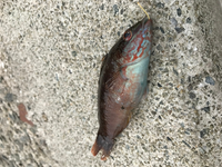 ベラ系の魚って毒とか持ってないですよね 今度釣れたら食べてみたいのですが Yahoo 知恵袋