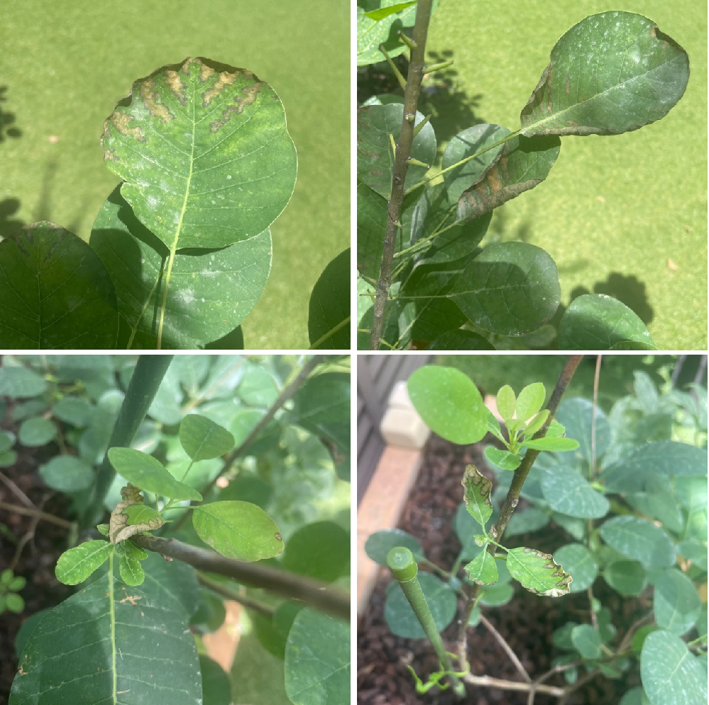 スモークツリーの病気に関しての質問です。 - 庭に地植えして