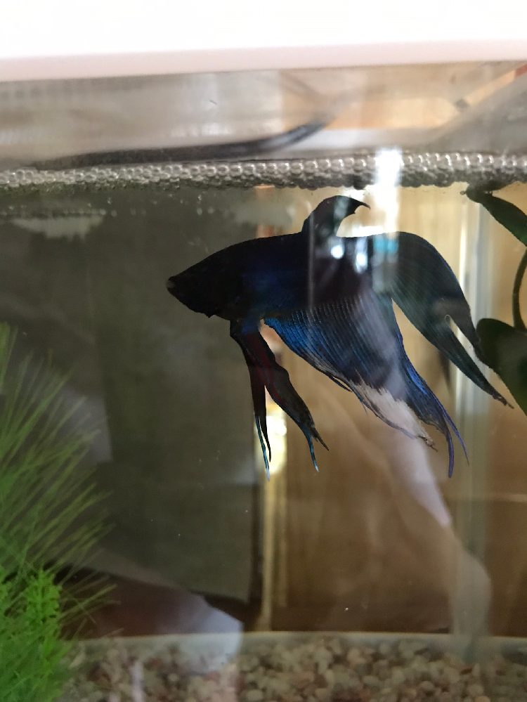 熱帯魚のベタを半年間ぐらい飼っているのですが 急にヒレと口が Yahoo 知恵袋