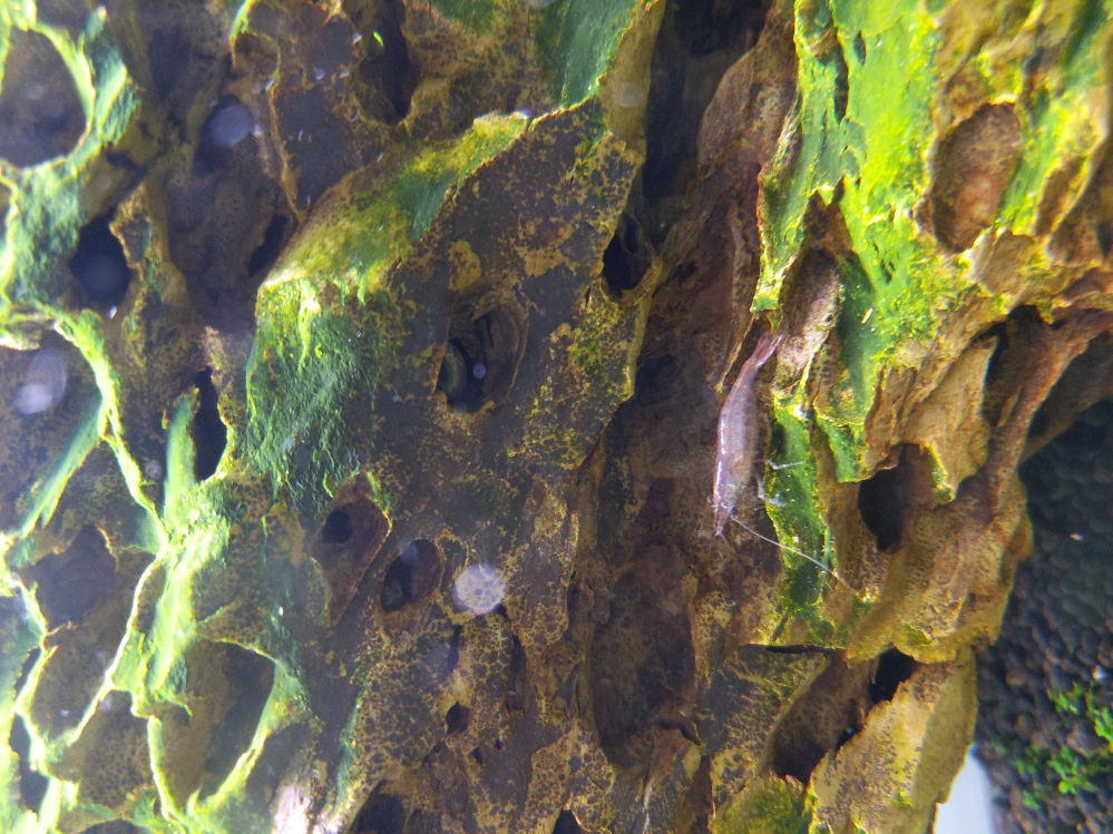 この苔の名前を教えて下さい モヤモヤと浮いたものは無く 岩とソイルにベ Yahoo 知恵袋