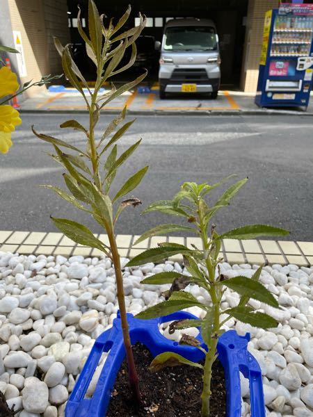 レモングラスを庭に植えたいです 苗を置いている花屋 ホームセン Yahoo 知恵袋