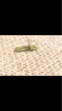 家の中にいました 脱皮途中みたいで茶色な皮がついてま Yahoo 知恵袋