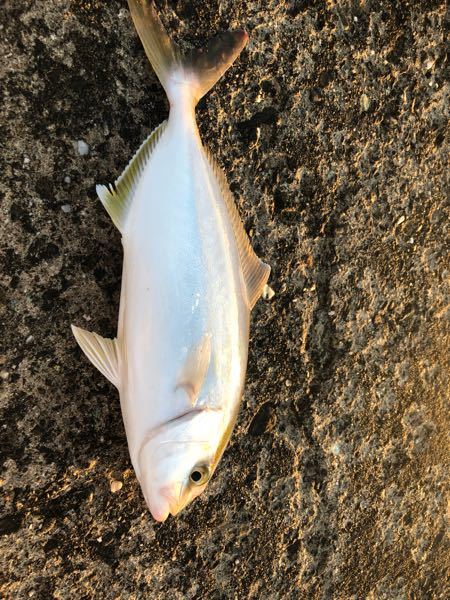 鹿児島の形を想像して貰えば分かると思うのですが 鹿児島の内側は湾内になって Yahoo 知恵袋