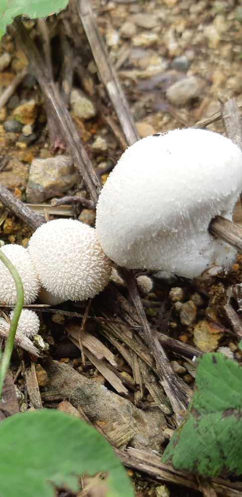 最近の割り箸は折れやすいと思いませんか 種類は色々ありま Yahoo 知恵袋