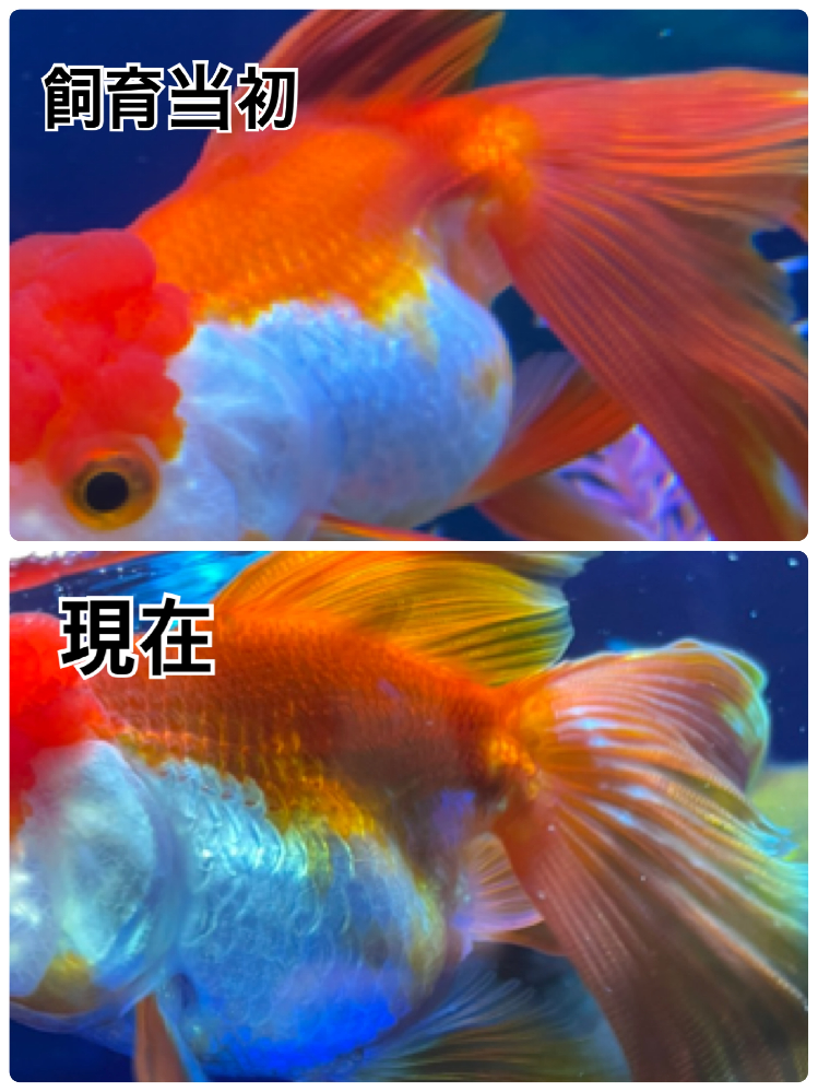 ザリガニと金魚の混泳について質問です 今ザリガニ 体長およそ7cm を Yahoo 知恵袋