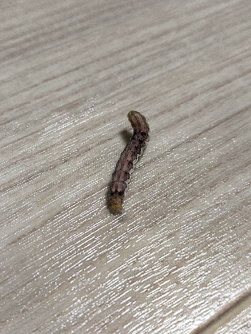 家の中に芋虫みたいなのがいます 何の幼虫かわかりますか でき Yahoo 知恵袋