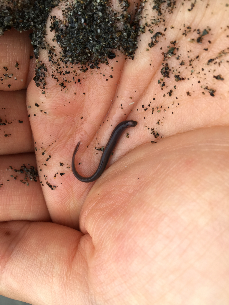 この魚は何という種類の魚でしょうか 川遊びしていたら砂の中から出て来ま Yahoo 知恵袋