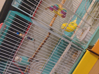 インコが2匹います 娘たちがそれぞれ飼いたいと懇願され購入しましたが案 Yahoo 知恵袋