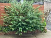 この花の名前は 挿し木の上手な仕方は 教えてください 南米 Yahoo 知恵袋