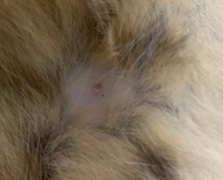 猫の乳首がこのような感じになっていました。何かの病気でしょう 
