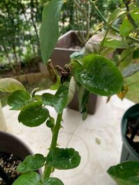 うちのバラは 新しい葉っぱがでてくるとことごとく枯れてしまいます 原因 Yahoo 知恵袋