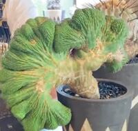 ホームセンターのコメリで画像に似たような植物を見かけたのですが 何とい Yahoo 知恵袋