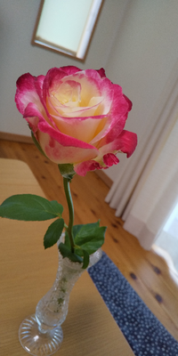 写真の薔薇の名前わかる方教えて下さいm M 色形などで分から Yahoo 知恵袋