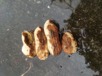 落花生おおまさりを収穫したところ 写真のように殻に食害のよう Yahoo 知恵袋