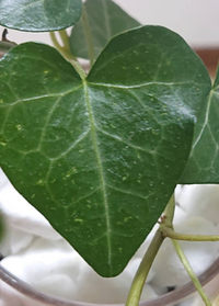 教えてください ハイドロカルチャーのアイビーを購入しました 葉にポツポ Yahoo 知恵袋