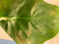 モンステラの葉の変色我が家に来て約5年のモンステラですが 1 Yahoo 知恵袋