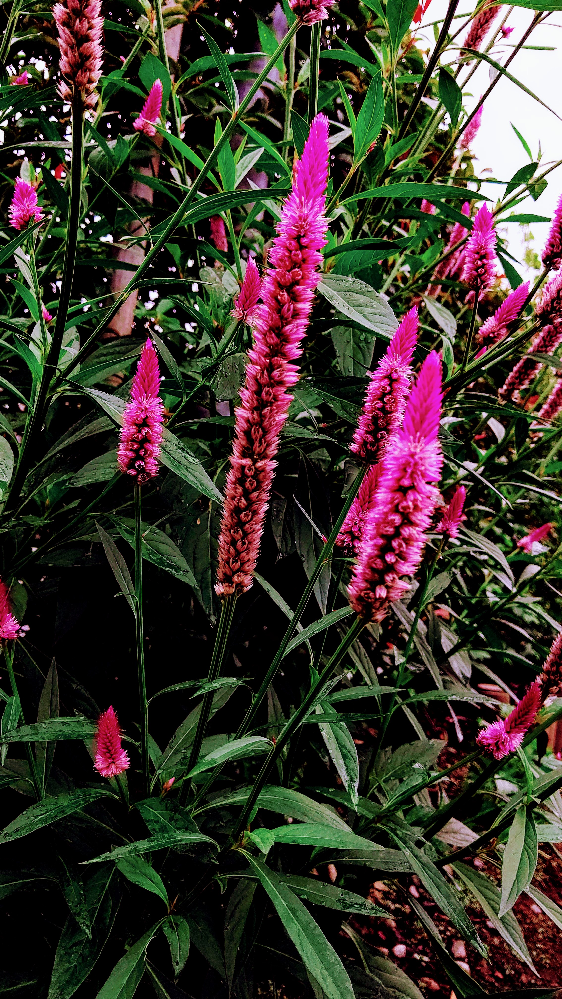 こんにちは ソテツという植物は 中一で習う植物の種類に分けるとどのよ Yahoo 知恵袋