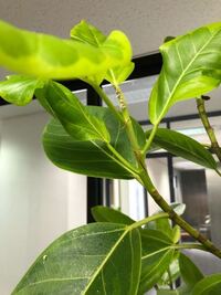 観葉植物 種類も分からない木があるんですけど 夏になってから Yahoo 知恵袋