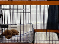 犬のトイレの事で質問があります トイプードルで4ヶ月です まだ家に来て Yahoo 知恵袋