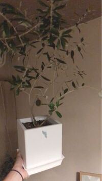 オリーブの木 どうすれば綺麗な形に戻りますか 5年前くらいに葉がほとん Yahoo 知恵袋