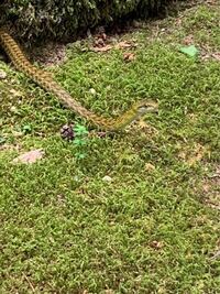 青森県の山で見つけたのですが この蛇の種類が分かる方いますか Yahoo 知恵袋