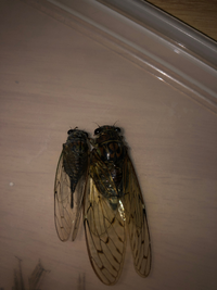 簡単なセミの標本の作り方をおしえてください ５歳の息子が昆虫採集と標本作りに興 Yahoo 知恵袋