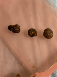 うちで飼っている3歳のウサギのフンに 薄茶色のゼリー状のつぶ Yahoo 知恵袋