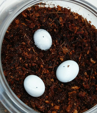 カナヘビの卵に水滴がすごいです 水滴は一番小さい一つの卵だけです 産ま Yahoo 知恵袋