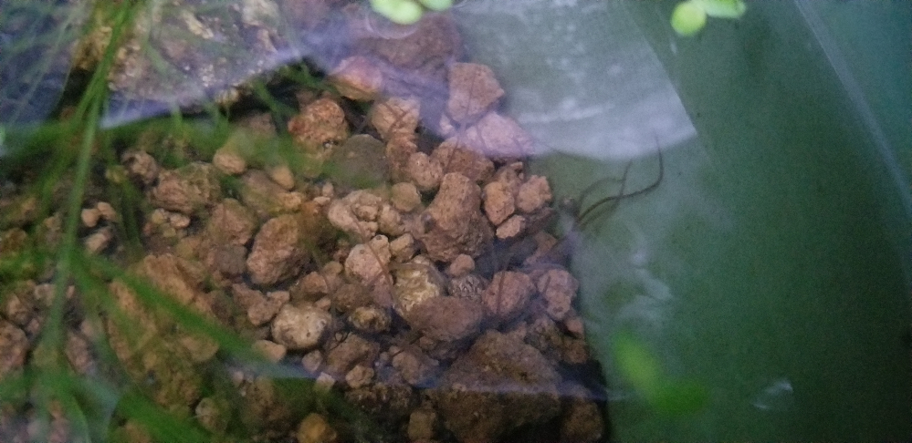睡蓮鉢に多量の生き物 細長いミミズみたいなヒルみたいなものが泳いでいた Yahoo 知恵袋