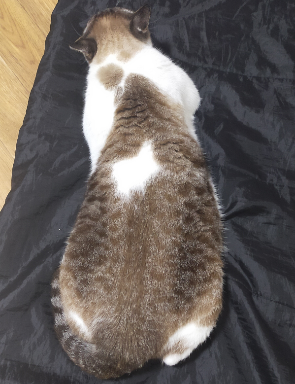 猫が帰って来るおまじないって効果ありますか？ - ありますよ。器を - 猫 脱
走 おまじない