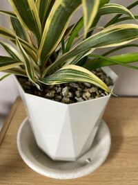 観葉植物の水不足が早いように 感じるのですが 土 肥料 に原因があ Yahoo 知恵袋