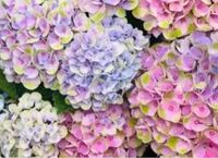 写真の紫陽花の苗を購入したのですが 紫陽花は土のphによっていろが変わ Yahoo 知恵袋