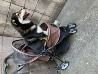 犬が人の髪の毛を食べては吐いてます なんででしょう Yahoo 知恵袋