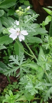 クチナシの花クチナシの花を植えると縁起が悪いと聞きましたが 本 Yahoo 知恵袋