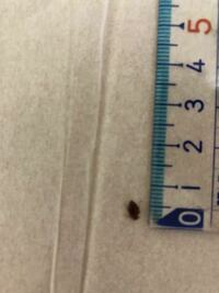 至急、お布団のしたにこんな茶色い5ミリくらいの虫がいました。 対処法しりたいので虫の名称教えてください！