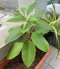 この植物何ですか ブルーベリーの苗を買ったら同じ鉢からこの植 Yahoo 知恵袋