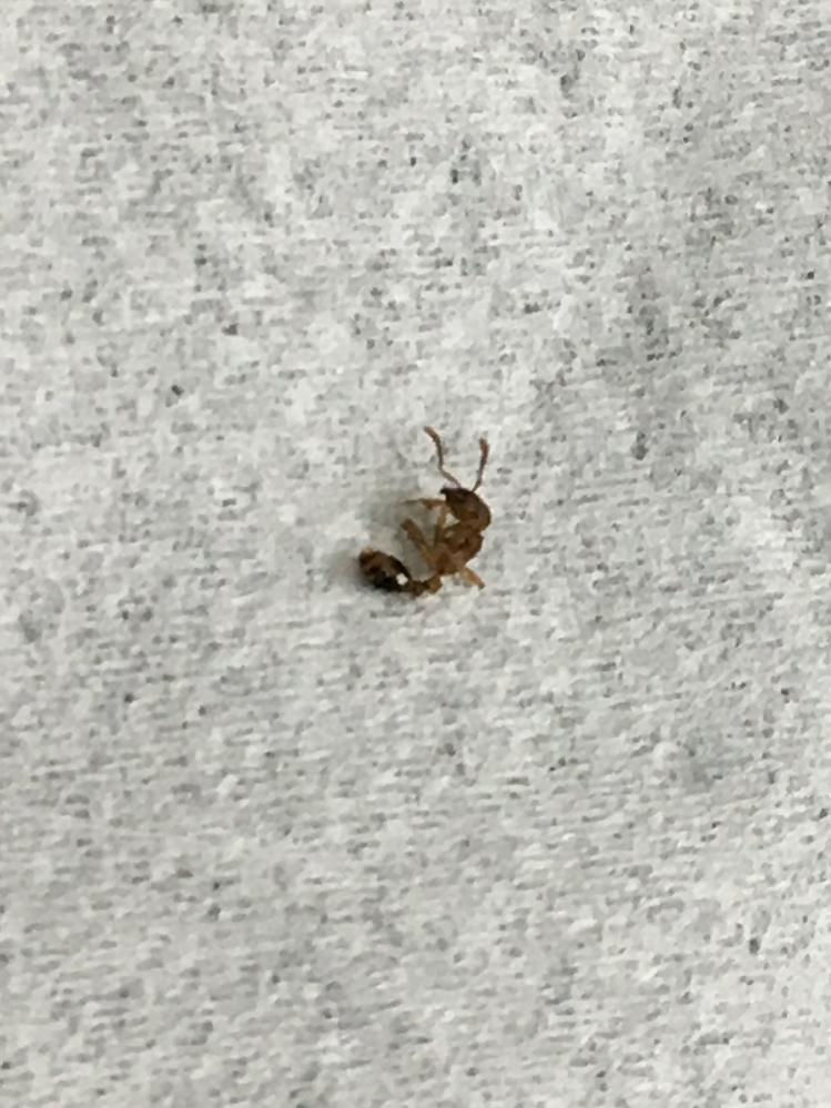 欅のについて花言葉の様な言葉はありますか けやき 欅 の花 Yahoo 知恵袋