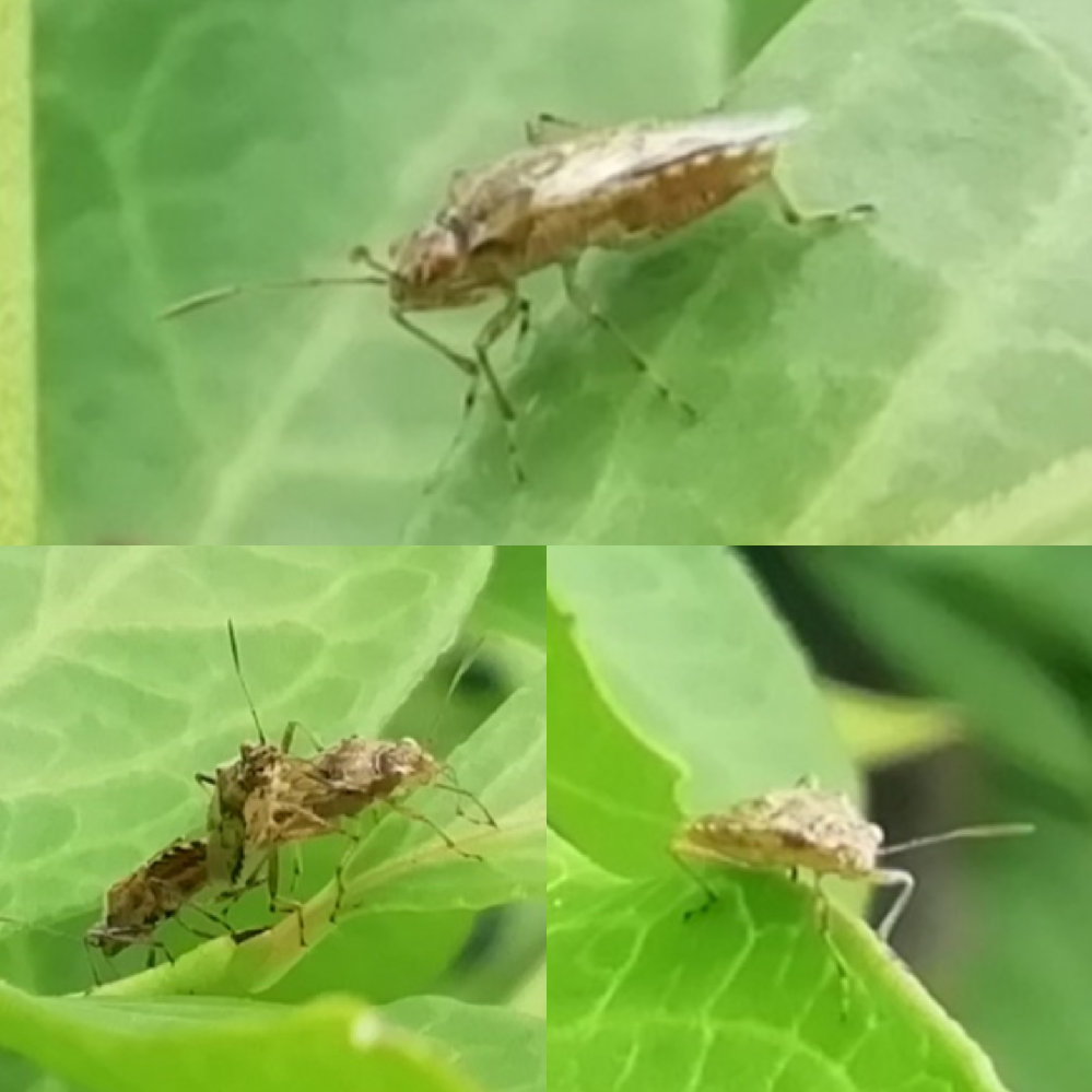 本日、静岡県のビニールハウス内のブルーベリー畑のブルーベリーの葉の上で多く見かけたこの虫は、ヒメヘリカメムシでしょうか？ 何という虫か、知ってる方、教えて下さい。2枚目の写真は、2匹が交尾してるところにもう1匹付いてる状態です。