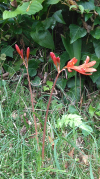 赤い茎、赤い花で葉はまだありません。庭の片隅に咲いていたのですが検索してもわかりません。茨城県の平地です。名前のわかる方お願いします 