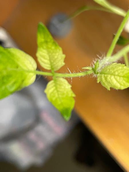 朝顔の種蒔きを1週間ほど前にしたのですが 芽が出ません ネ Yahoo 知恵袋