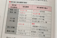 この表について解説お願いしたいです 例えばこれは 唾液 口 にはアミラ Yahoo 知恵袋