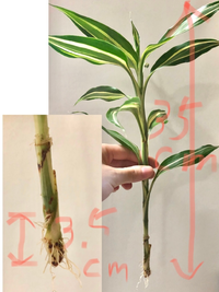 水挿しで栽培しているドラセナサンデリアーナの土への植え替えについて。
先日ここで相談させていただき、鉢植えにすることに決めました。
観葉植物を育てたことがありません。 鉢は14cm×14cmのこちらのものでは小さいでしょうか？
https://item.rakuten.co.jp/aoyama/h101-03/

上記の鉢植えが気に入ったのですが、もっと大きい方が良いでしょうか？...