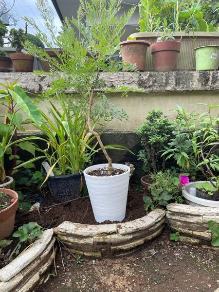 100均に売っている植物活力液を買いました 先端を切って2日間ほど鉢に刺してい Yahoo 知恵袋