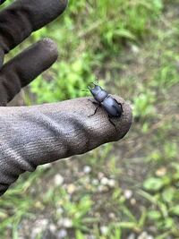 クワガタの成虫の飼育で 針葉樹マットと水苔どちらがいいですか 針 Yahoo 知恵袋