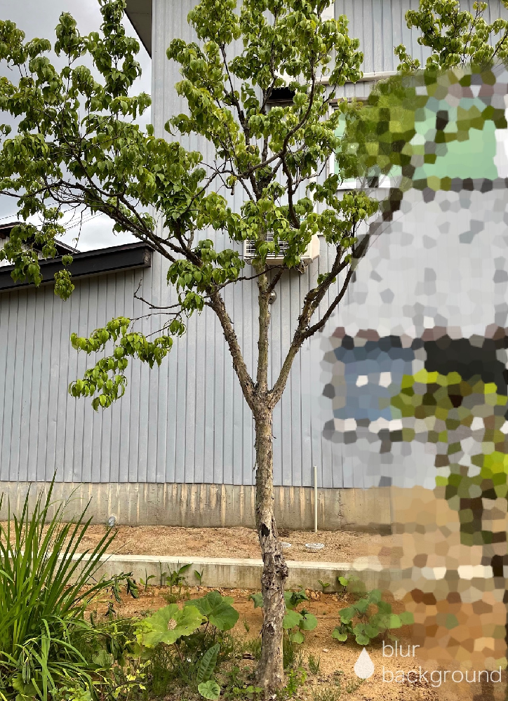 サンシュウユの樹形について 写真のサンシュウユですが 樹形がパッ Yahoo 知恵袋