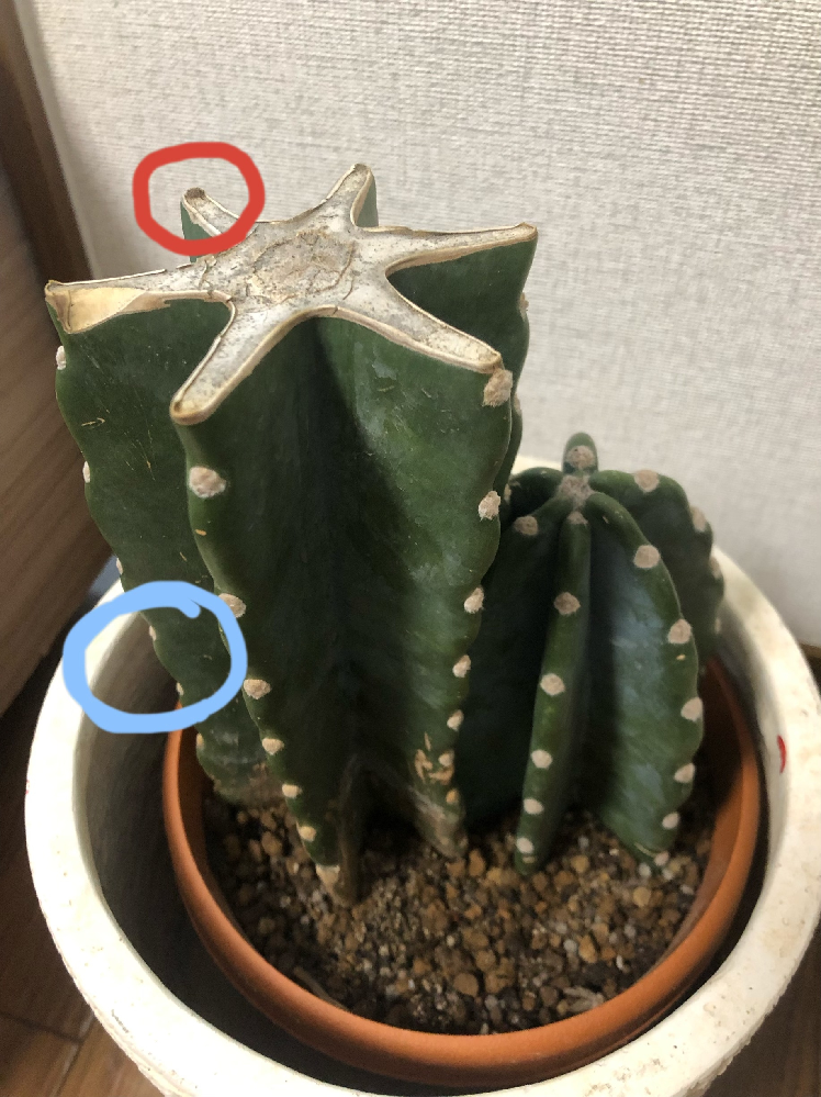 柱サボテンの鬼面角について。➀、2ヶ月ほど前に根腐れをおこし